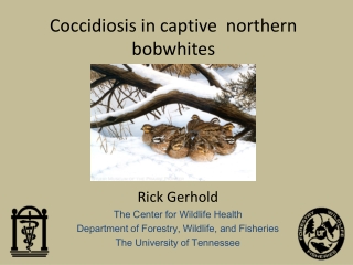 Coccidiosis in captive  northern bobwhites