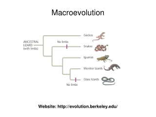 Macroevolution