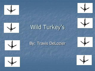 Wild Turkey’s