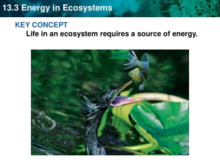 KEY CONCEPT  Life in an ecosystem requires a source of energy.