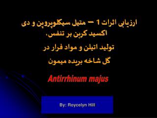 Antirrhinum majus