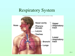 Respiratory System