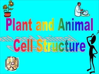 Plant and Animal  Cell Structure