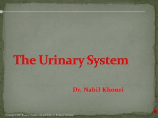 The Urinary System