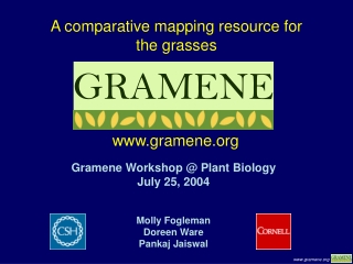 A comparative mapping resource for the grasses