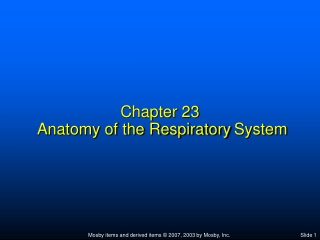 Chapter 23  Anatomy of the Respiratory System