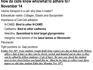 How do cells know who/what to adhere to?   November 14