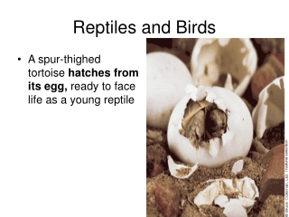 Reptiles and Birds