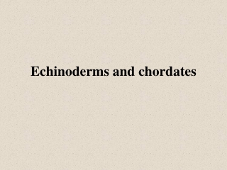 Echinoderms and chordates