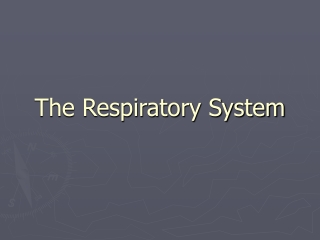 The Respiratory System