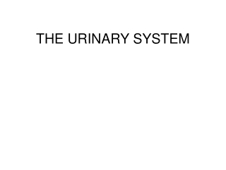 THE URINARY SYSTEM