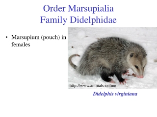 Order Marsupialia Family Didelphidae