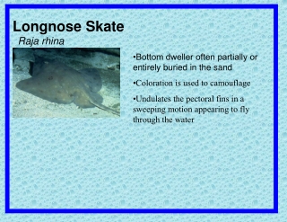 Longnose Skate Raja rhina