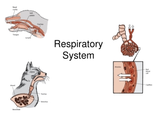 Respiratory  System