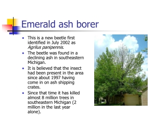 Emerald ash borer