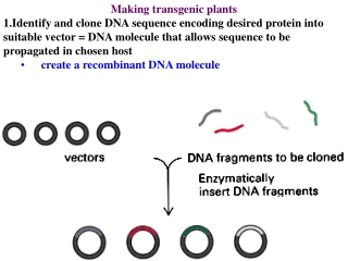 Making transgenic plants