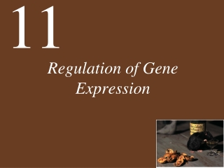 Regulation of Gene Expression