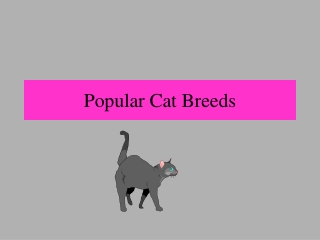 Popular Cat Breeds