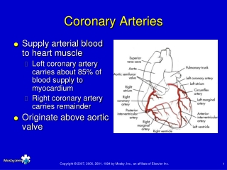 Coronary Arteries