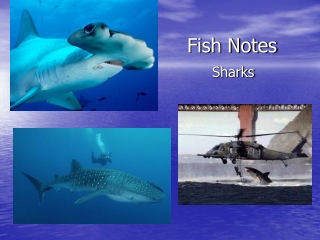 Fish Notes