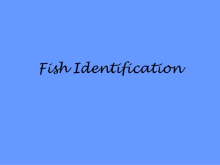 Fish Identification