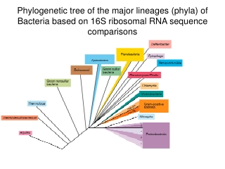 Phylum 1: Proteobacteria (2086)