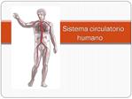 Sistema circulatorio humano