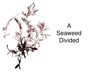 A Seaweed Divided