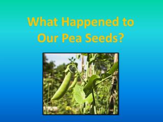 What Happened to Our Pea Seeds?