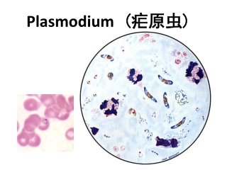 Plasmodium  ( 疟原虫 )
