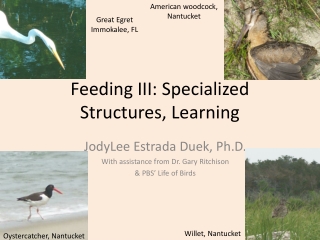 Feeding III: Specialized Structures, Learning
