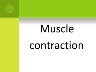 Muscle  contraction