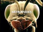 ARTROPODES