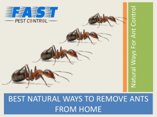Natural Ways For Ant Control