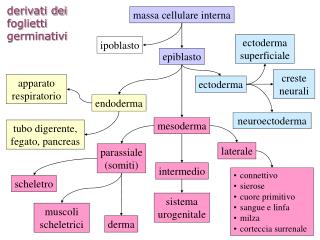 derivati dei foglietti germinativi