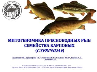 МИТОГЕНОМИКА ПРЕСНОВОДНЫХ РЫБ СЕМЕЙСТВА КАРПОВЫХ ( CYPRINIDAE )