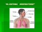 EL SISTEMA RESPIRATORIO