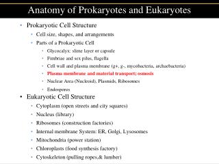 Anatomy of Prokaryotes and Eukaryotes