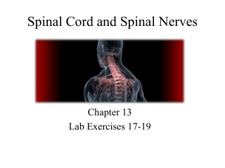 Spinal Cord and Spinal Nerves