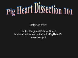 Pig Heart Dissection 101