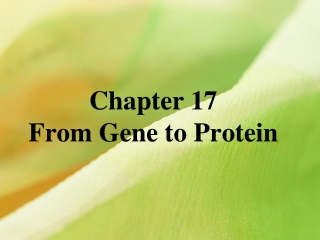 Chapter 17 From Gene to Protein