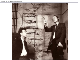 Figure 16.0  Watson and Crick