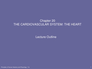 Chapter 20 THE CARDIOVASCULAR SYSTEM: THE HEART