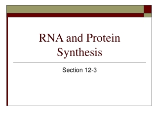 RNA and Protein Synthesis