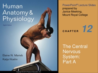 The Central Nervous System:  Part A