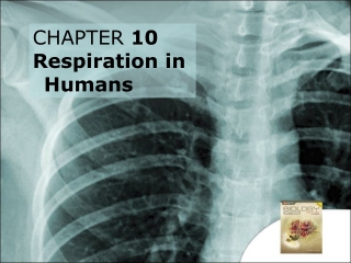 CHAPTER  10 Respiration in Humans