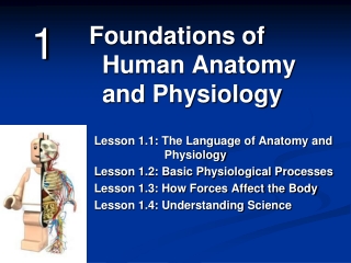 Foundations of Human Anatomy and Physiology