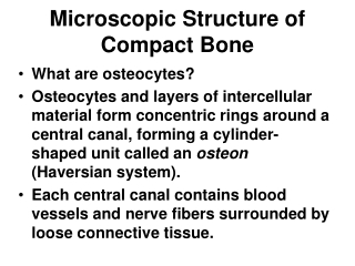 Microscopic Structure of  Compact Bone