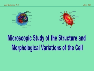 Lab Exercise # 2