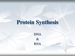 Protein Synthesis